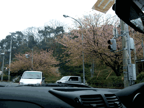 sakura.gif