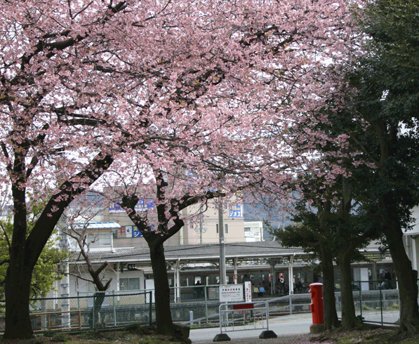 sakura2.gif